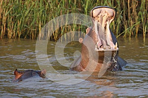 Hippo with Open Mouth and Teeth