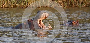 Hippo with Open Mouth and Teeth