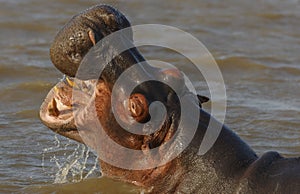 Hippo with Open Mouth and Teeth