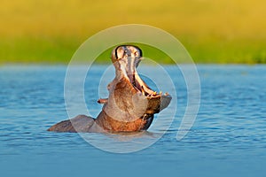 Hippo open muzzle in river water. Wildlife Africa. African Hippopotamus, Hippopotamus amphibius capensis, with evening sun, animal photo