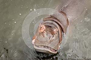 Hippo with open muzzle in the water.Hippopotamus or hippo, is a large, mostly herbivorous