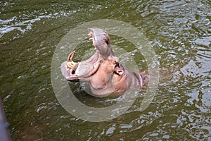 Hippo with open muzzle in the water.Hippopotamus or hippo, is a large, mostly herbivorous