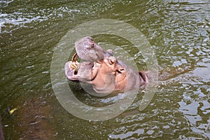 Hippo with open muzzle in the water.Hippopotamus or hippo, is a large, mostly herbivorous