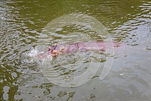 Hippo with open muzzle in the water.Hippopotamus or hippo, is a large, mostly herbivorous