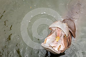 Hippo with open muzzle in the water.Hippopotamus or hippo, is a large, mostly herbivorous