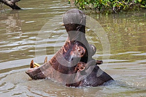 Hippo opening huge mouth in water