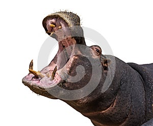 Hippo opening jaws. Head closeup. White background