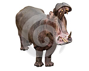 Hippo opening jaws on the white background