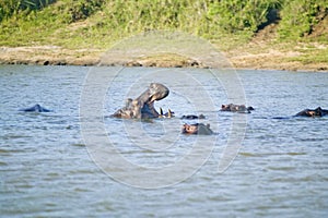 Hippo opening mouth in a sequence of shots in the Greater St. Lucia Wetland Park World Heritage Site, St. Lucia, South Africa