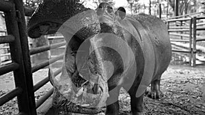 the hippo opens its mouth full of food in black and white photo