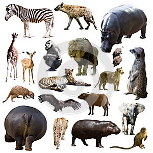 Hippo and other African animals. Isolated