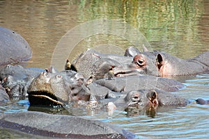 Hippo with oxpecker photo