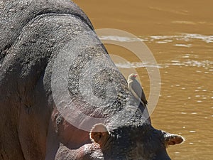 Hippo and oxpecker bird at masai mara, kenya