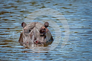 Hippo peek out of a lake