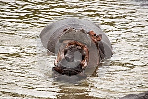 Hippo playing with young one