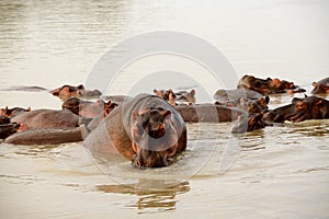 Hippo in a pod