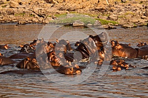 Hippo Pool