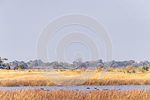 The hippo pool