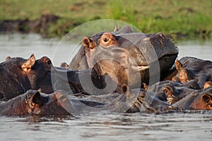 Hippo pool, Botswana