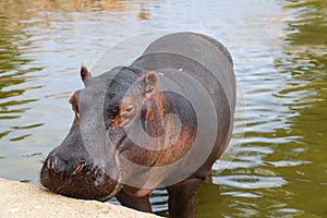 Hippo in the pool during the golden light time