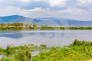 Hippo Pool in the Ngorongoro crater National Park. Safari Tours in Savannah of Africa. Beautiful wildlife in Tanzania, Africa