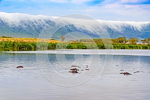 Hippo Pool in the Ngorongoro crater National Park. Safari Tours in Savannah of Africa. Beautiful wildlife in Tanzania, Africa