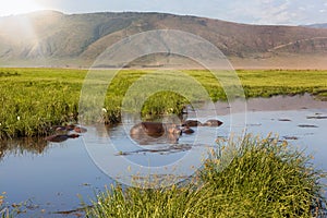 Hippo pool in Ngorongoro crater.