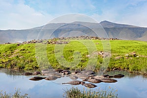 Hippo pool in serengeti national park. Savanna and safari.