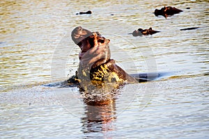 Hippo porpoising