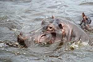 Hippo Portrait