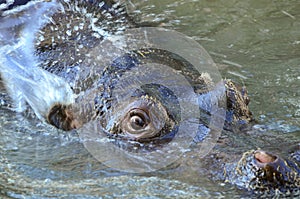 Hippo portrait in water