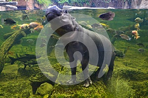 Hippo, pygmy hippopotamus under water