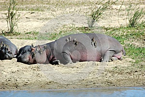 Hippo with redbilled oxpeckers