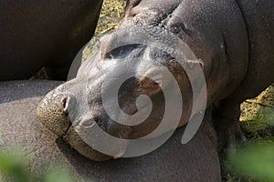 A Hippo resting on his friend