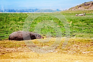 Hippo resting at savanna in National Park of Kenya