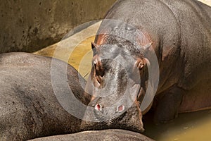 Hippo resting snout on another Hippo's backside