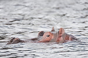 Hippo resting in a water of the Naivasha lake (Kenya)