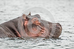 Hippo resting in a water of the Naivasha lake (Kenya)