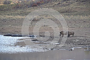 Hippo and Rhino meet