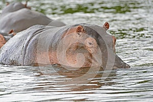 Hippo in the River