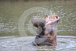 hippo at the river shouting with open mouth