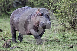 Hippo running in the Masai Mara GR in Kenya