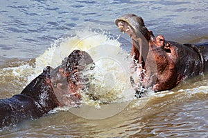 Hippo's fight at the masai mara national park