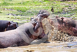 Hippo`s fighting with teeth bared and water splashing in South Luangwa, Zambia