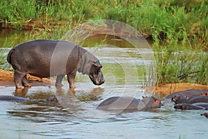 Hippo's (Hippopotamus amphibius) photo