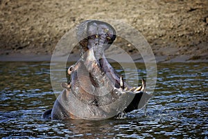 Hippo's mouth opens in the river shot in Masai Mara Kenya Africa