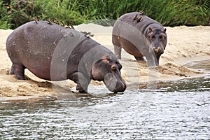 Hippo's