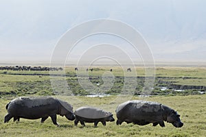 Hippo's walking