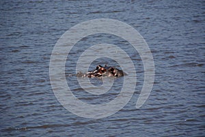 Hippo on safari Tanzania