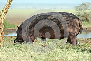 Hippo in the savannah, Serengeti National Park, Tanzania